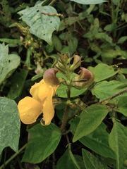 Vigna umbellata
