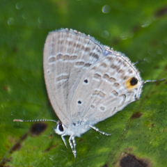 Catochrysops strabo strabo