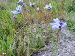 Felicia heterophylla
