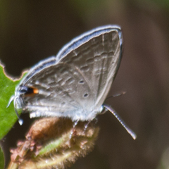 Catochrysops strabo strabo