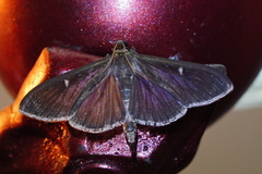 Cydalima perspectalis