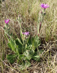 Senecio speciosus