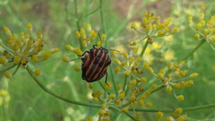 Graphosoma rubrolineatum