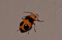 Aulacophora hilaris