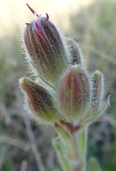 Senecio speciosus
