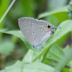 Catochrysops strabo strabo
