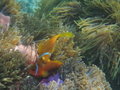 Amphiprion nigripes