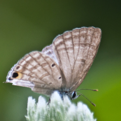 Catochrysops strabo strabo