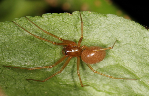 Helophora insignis