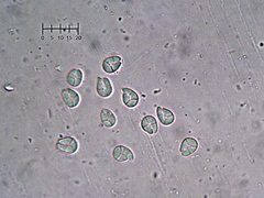 Hyalotrochophora lignatilis