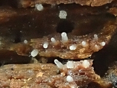 Hyalotrochophora lignatilis