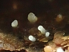 Hyalotrochophora lignatilis