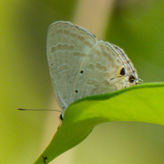 Catochrysops strabo strabo
