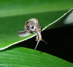Helicarion permolle