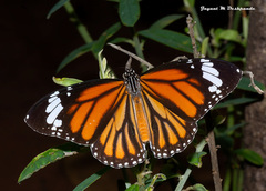 Danaus genutia