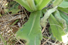 Senecio speciosus