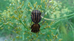 Graphosoma rubrolineatum