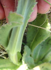 Senecio speciosus