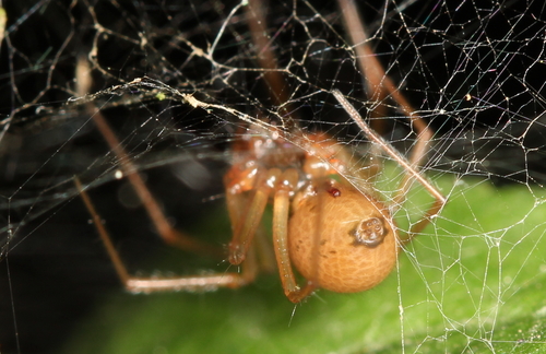 Helophora insignis