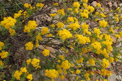 Oedera genistifolia