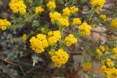 Oedera genistifolia