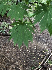 Acer pseudosieboldianum