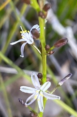 Caesia micrantha
