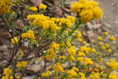 Oedera genistifolia