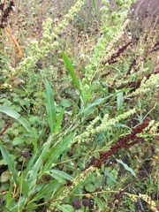 Rumex salicifolius