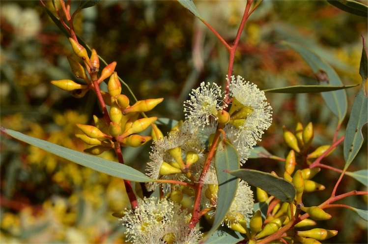 Eucalyptus yalatensis