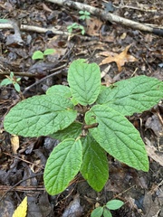Viburnum rhytidophyllum