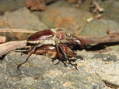 Sphaenognathus bellicosus