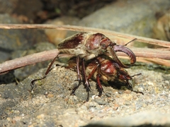 Sphaenognathus bellicosus