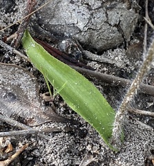 Caladenia barbarossa