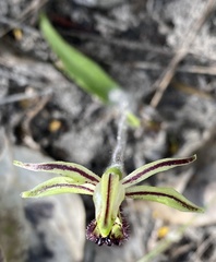Caladenia barbarossa