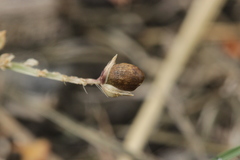 Moesziomyces bullatus