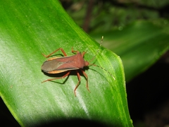 Anasa varicornis
