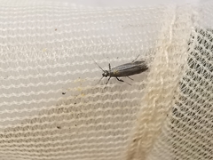 Euspilapteryx auroguttella