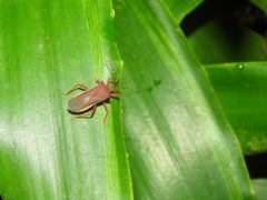 Anasa varicornis