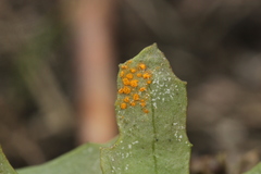 Coleosporium senecionis