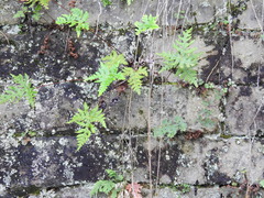 Aleuritopteris argentea