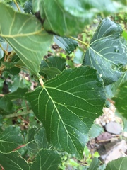 Populus nigra