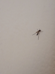 Diptera
