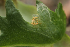 Puccinia lagenophorae