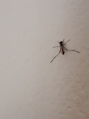 Diptera
