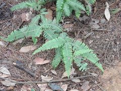 Dicranopteris pedata