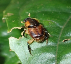 Onthophagus vulpes