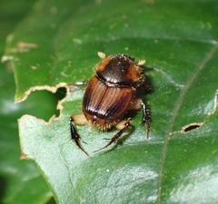 Onthophagus vulpes