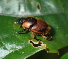 Onthophagus vulpes