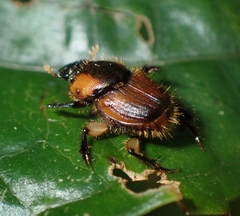Onthophagus vulpes